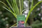 Kaapse look (Tulbaghia violaceae 'KnobiFlirt'), Kruiden, Vaste plant, Ophalen of Verzenden