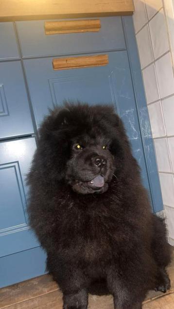 Mooie chow chow te koop beschikbaar voor biedingen