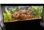 Juwel rio 450 inclusief 2x eheim extern filter, Ophalen, Zo goed als nieuw