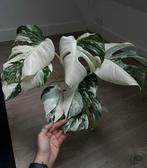Young Monstera Albo Variegata #2 with 8 Leaves, Huis en Inrichting, Kamerplanten, Ophalen, Halfschaduw, Minder dan 100 cm