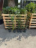 Hedera stunt prijs nu per kist 150 stuks slechts 250,00, Ophalen, Vaste plant, Bloeit niet, Halfschaduw