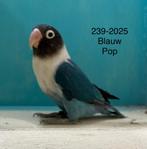 Agapornis personata poppen in de blauwserie met dna, Dieren en Toebehoren, Vrouwelijk, Dwergpapegaai of Agapornis, Geringd