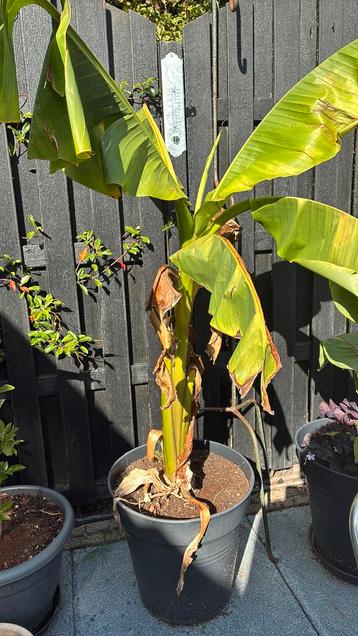 Bananenplant + pot beschikbaar voor biedingen