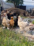 Zijdehoender haan, Dieren en Toebehoren, Pluimvee, Mannelijk, Kip
