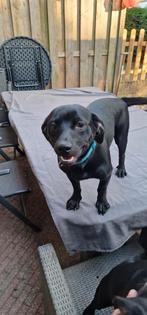 Labrador X (Labrahuahua) Reu, Dieren en Toebehoren, 15 weken tot 1 jaar, Reu, Labrador retriever, Meerdere