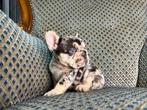 Franse Bulldog Pups– Unieke Kleuren (Merle & Lilac/Tan), Particulier, 8 tot 15 weken, Buitenland, Parvo
