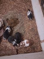 Hangoor konijnen, Meerdere dieren, Klein, Hangoor, 0 tot 2 jaar