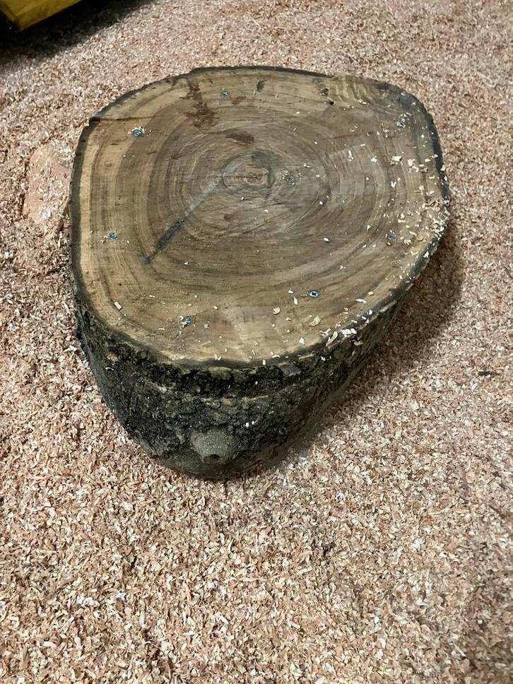 Kersttip boomstam geënt met shitake paddenstoel, Diversen, Kerst, Ophalen