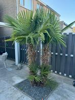Palmboom meerstammig, Tuin en Terras, 100 tot 250 cm, Zomer, Palmboom, Ophalen