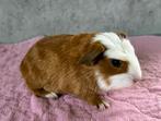 Cuy cavia’s, Dieren en Toebehoren, Knaagdieren, Cavia, Mannelijk, November, Tam