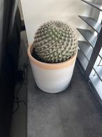 Stijlvolle cactus te koop inclusief pot, Ophalen, Cactus, Volle zon, Minder dan 100 cm