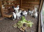 Sabelpoot kriel kipjes., Dieren en Toebehoren, Meerdere dieren, Kip