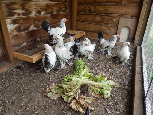 Sabelpoot kriel kipjes., Dieren en Toebehoren, Pluimvee, Kip, Meerdere dieren