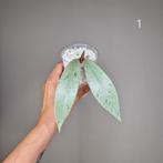 Hoya Pubicalyx Pink Silver Ghost, Overige soorten, Minder dan 100 cm, Bloeiende kamerplant, Halfschaduw
