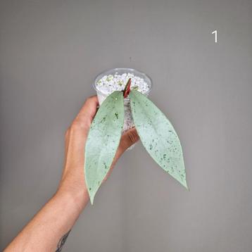 Hoya Pubicalyx Pink Silver Ghost  beschikbaar voor biedingen
