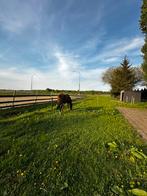 GEZOCHT! Hulp 2 stallen 3x per week tegen goede vergoeding!, Dieren en Toebehoren, Stalling en Weidegang