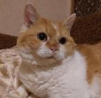 Charmante zonneschijn - Vanessa, Schotse mix, Poes, Kortharig, 3 tot 5 jaar