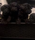 Toy poedel reutje, Dieren en Toebehoren, Honden | Chihuahua's en Gezelschapshonden, Poedel, Reu, 8 tot 15 weken, Eén hond