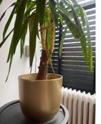 Huiskamer Plant Yucca plant woonkamer plant  ik sta open voo, Huis en Inrichting, Kamerplanten, Minder dan 100 cm, Yucca, Groene kamerplant