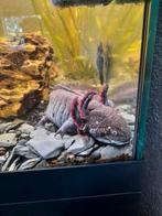 Axolotls, Dieren en Toebehoren, Vis