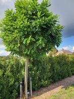 bomen bolaccasia, Ophalen of Verzenden, 250 tot 400 cm