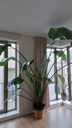 Grote Strelitzia Nicolai met pot!, 200 cm of meer, Overige soorten, In pot, Groene kamerplant