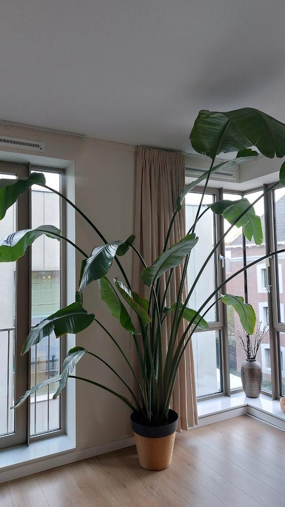 Grote Strelitzia Nicolai met pot!, Huis en Inrichting, Kamerplanten, Overige soorten, 200 cm of meer, Groene kamerplant, Halfschaduw
