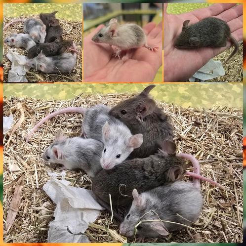 Jonge muisjes - mannetjes, Dieren en Toebehoren, Knaagdieren, Mannelijk, Muis, Tam