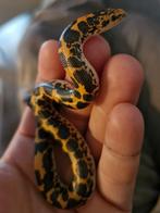 Zandboa , vrouw, 2025, Dieren en Toebehoren, Reptielen en Amfibieën, 0 tot 2 jaar