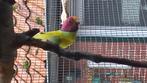 GEZOCHT  Ovetjarige pruimekop man   omg  oosten, Dieren en Toebehoren, Mannelijk, Parkiet