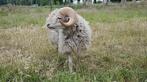 GEZOCHT, Huren  een ervaren witte quessant ram, Dieren en Toebehoren, Schapen, Geiten en Varkens, Mannelijk, Schaap