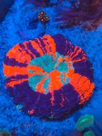 Acanthophyllia koraal stekken zeeaquarium, Overige typen