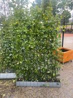 Hedera kant en klaar hagen 120x120 en 120x180 cm, Ophalen of Verzenden, Overige soorten, 100 tot 250 cm