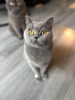 Britsekorthaar koppel 5 jaar, 3 tot 5 jaar