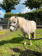Mini shetlander / shetlandpony schimmel, Dieren en Toebehoren, Pony's, Ruin, 0 tot 2 jaar, A pony (tot 1.17m), Onbeleerd