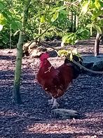 Grote haan. 1 jaar oud, Dieren en Toebehoren, Kip, Mannelijk