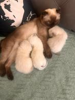 Ragdoll bluepoint, Kater