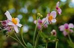 Japanse herfstanemon, Vaste plant, Halfschaduw, Zomer, Ophalen