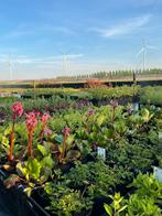 Vaste tuinplanten  SCHERPE PRIJZEN- ZATERDAG GEOPEND 🌿, Overige soorten, Volle zon, Vaste plant, Ophalen of Verzenden