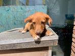 MJM Dogs Foundation: Reutje 1= Angelo, Dieren en Toebehoren, Honden | Niet-rashonden, Particulier, Rabiës (hondsdolheid), Klein