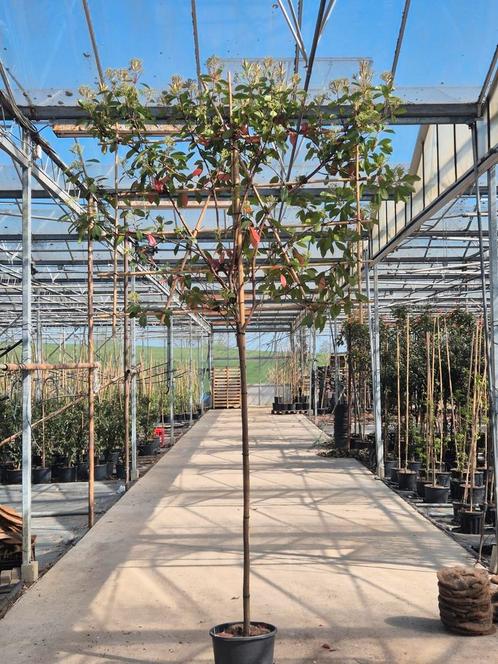 Glansmispel in leiboom, Tuin en Terras, Planten | Bomen, Overige soorten, Volle zon, Ophalen of Verzenden