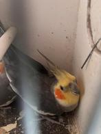 Bewezen koppel valkparkieten te koop, Dieren en Toebehoren, Vogels | Parkieten en Papegaaien, Meerdere dieren, Parkiet, Geringd