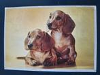 Dieren - Honden, Verzamelen, Ophalen of Verzenden, Gelopen, Hond of Kat