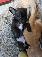 Chihuahua gereserveerd tot zaterdag, Dieren en Toebehoren, Honden | Chihuahua's en Gezelschapshonden, 8 tot 15 weken, Eén hond