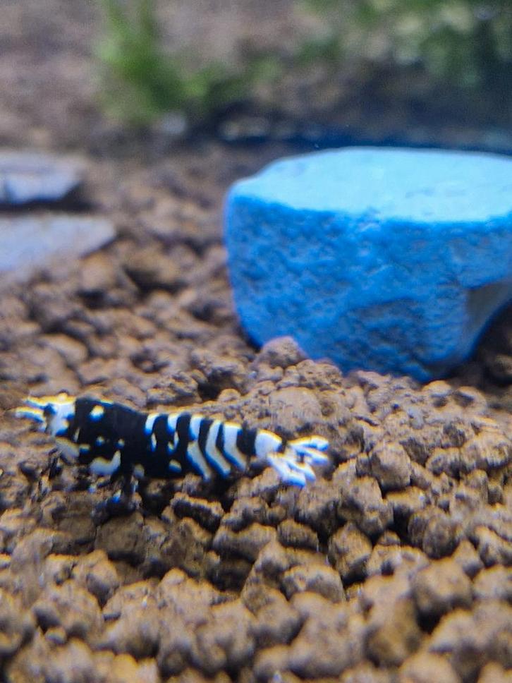 Black Fancy tiger garnalen caridina aquarium, Dieren en Toebehoren, Vissen | Aquariumvissen, Kreeft, Krab of Garnaal