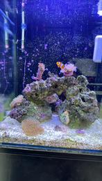 Blue Marine Reef 60 Nano aquarium met kast en verlichting, Dieren en Toebehoren, Ophalen, Zo goed als nieuw, Leeg aquarium