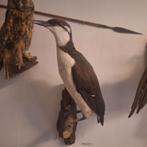 Opgezette Zeekoet, Ophalen of Verzenden