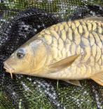 Perfecte volschub spiegelkarper 25 cm, Karper of Koi