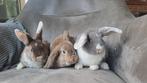 Hele leuke hangoor konijntjes, Klein, Meerdere dieren, 0 tot 2 jaar, Hangoor