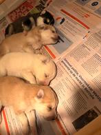 Pomsky Pups te Koop – 4 Gezonde, Liefdevol Opgevoede Pups, 8 tot 15 weken, Meerdere, Meerdere dieren, Nederland